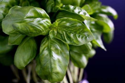 IMG_8022a Pesto alla Genovese